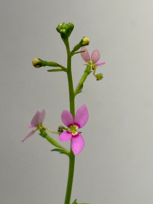 Stylidium debile