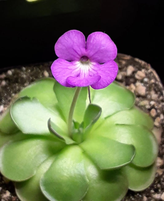 Pinguicula cyclosecta