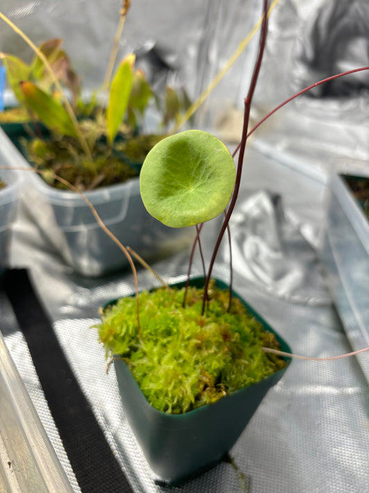 Utricularia nelumbifolia