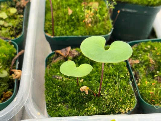 Utricularia reniformis