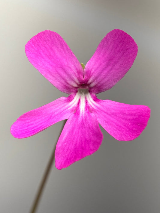 Pinguicula moranensis J.