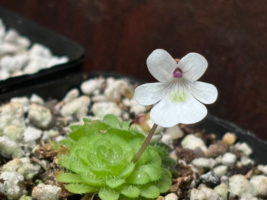 Pinguicula gracilis